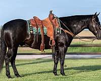 calf-roping-quarter-horse