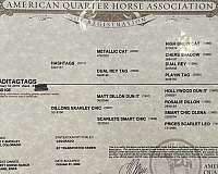 ranch-versatility-quarter-horse