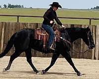 ranch-work-quarter-horse