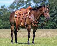 athletic-quarter-horse