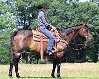 ranch-versatility-quarter-horse