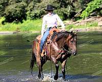 ranch-work-quarter-horse