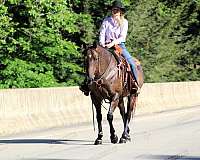 roping-quarter-horse