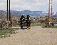 cross-gypsy-vanner-horse