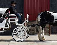 flashy-gypsy-vanner-horse