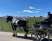 husband-safe-gypsy-vanner-horse