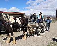 driving-gypsy-vanner-horse