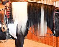 kid-safe-gypsy-vanner-horse