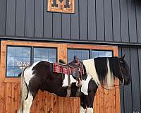 parade-gypsy-vanner-horse