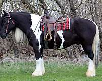 performance-gypsy-vanner-horse