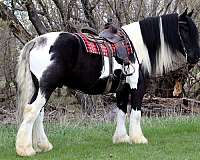 show-gypsy-vanner-horse