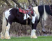 trail-gypsy-vanner-horse