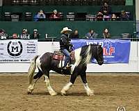 pinto-gypsy-vanner-gelding