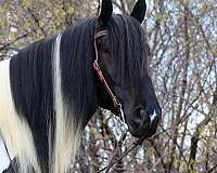 trail-riding-gypsy-vanner-horse