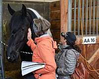 pinto-athletic-horse