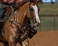 calf-roping-quarter-horse