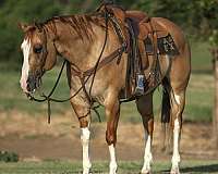 athletic-quarter-horse