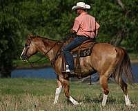 ranch-versatility-quarter-horse