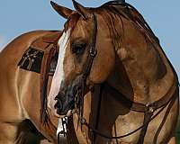 show-quarter-horse