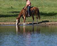 ranch-work-quarter-horse