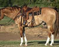 team-penning-quarter-horse