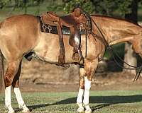 trail-riding-quarter-horse