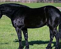 athletic-friesian-horse