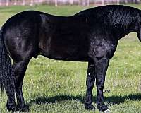 companion-friesian-horse