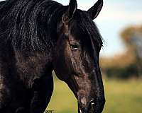 driving-friesian-horse