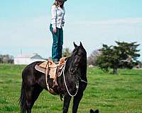 kid-safe-friesian-horse