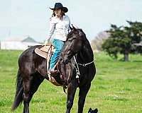 parade-friesian-horse