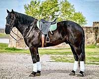 performance-friesian-horse