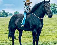 ridden-english-friesian-horse