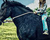 ridden-western-friesian-horse