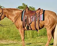 athletic-quarter-horse