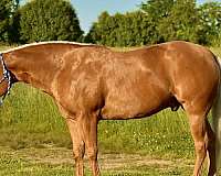 calf-roping-quarter-horse