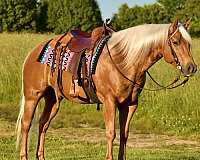 husband-safe-quarter-horse