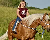 kid-safe-quarter-horse