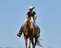 ranch-work-quarter-horse