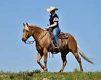 reining-quarter-horse