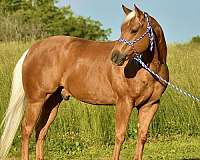 roping-quarter-horse