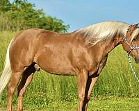 show-quarter-horse