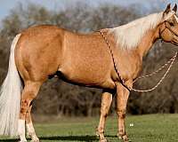 athletic-quarter-horse