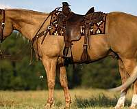 performance-quarter-horse