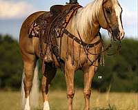 ranch-versatility-quarter-horse