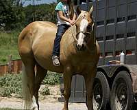 roping-quarter-horse