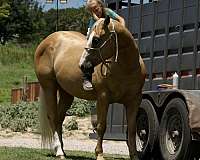 show-quarter-horse