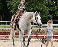 ranch-versatility-quarter-horse