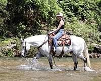 ridden-english-quarter-horse