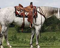 ridden-western-quarter-horse